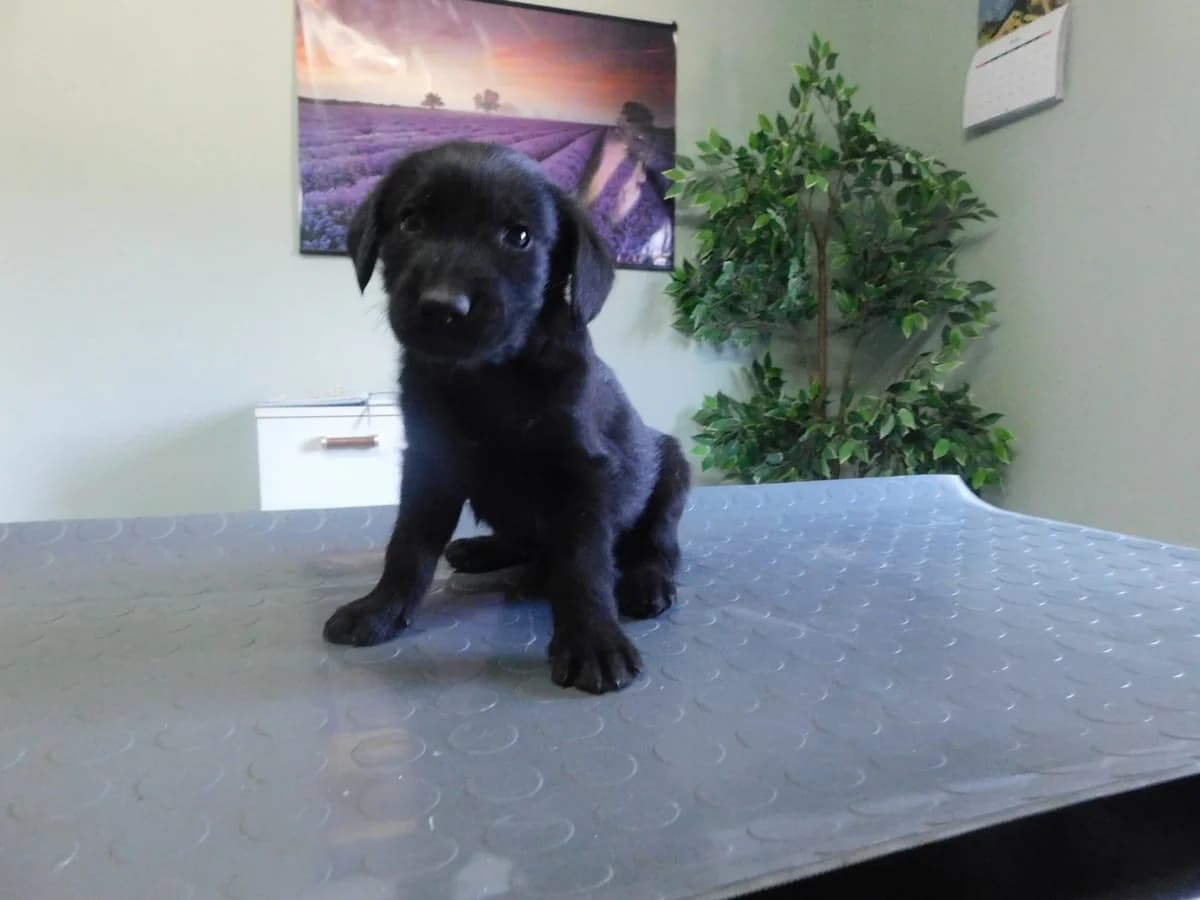 Broj 8019, Crni male puppy Mixed Breed for adoption at Sklonište za životinje Utinja (CRPK)