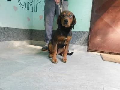 Broj 8022, Smeđi tamno i svijetlo male puppy Mixed Breed for adoption at Sklonište za životinje Utinja (CRPK)