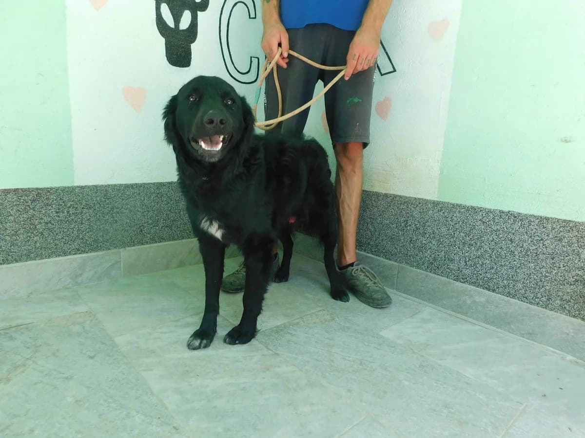 Broj 2576, Crni sa bijelim prsima male young Mixed Breed for adoption at Sklonište za životinje Utinja (CRPK)