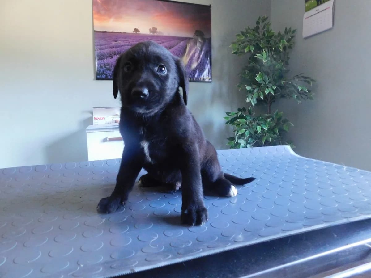 Broj 7988, crni sa bijelim prsima i zadnjim šapama male puppy Mixed Breed for adoption at Sklonište za životinje Utinja (CRPK)