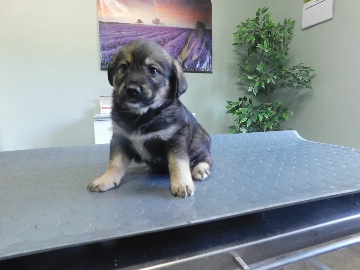 Broj 7990, Sivo – smeđa sa bijelim prsima female puppy Mixed Breed for adoption at Sklonište za životinje Utinja (CRPK)