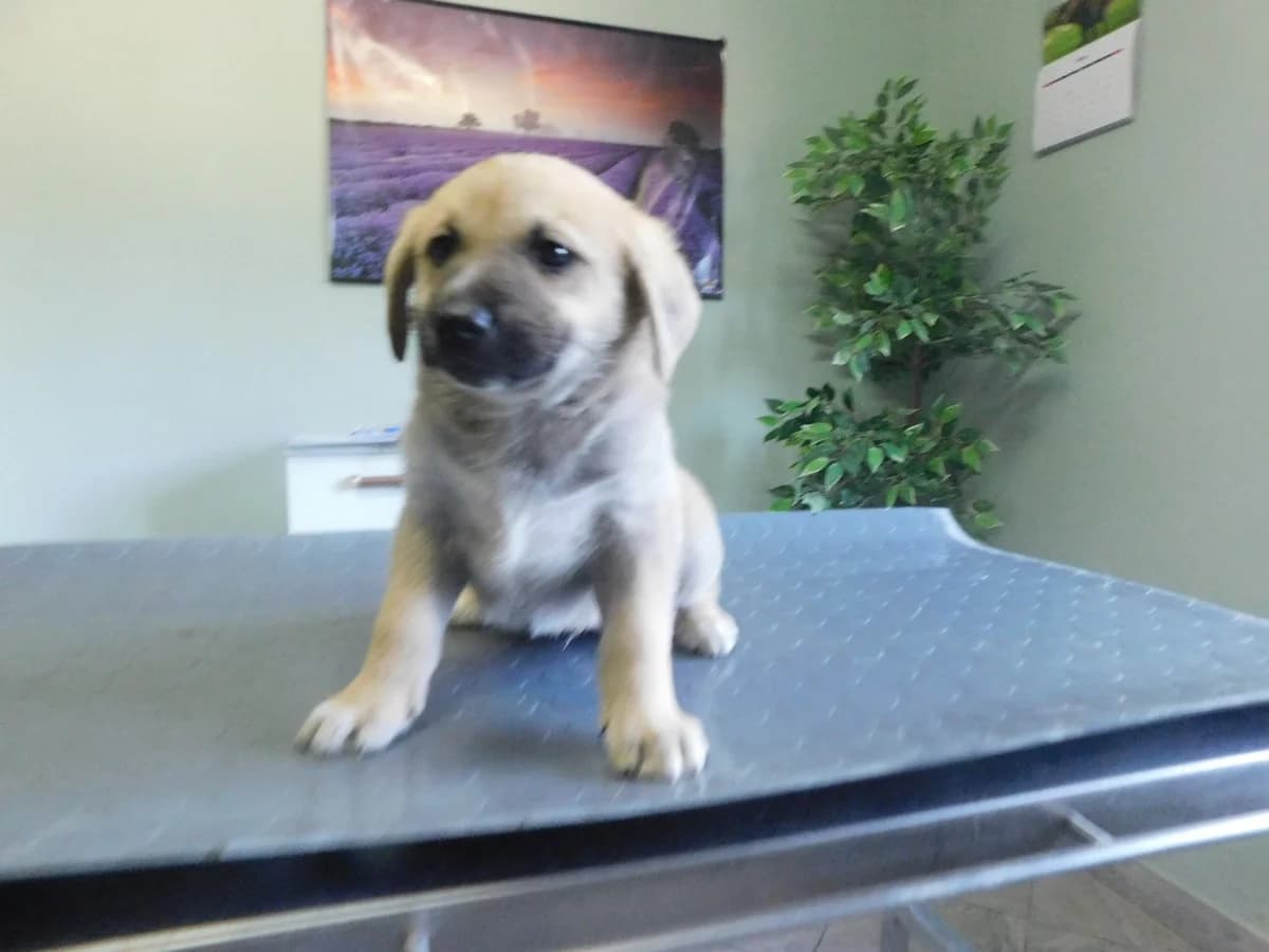 Broj 7992, Krem sa sivim odsjajem, bijela prsa i prsti male puppy Mixed Breed for adoption at Sklonište za životinje Utinja (CRPK)