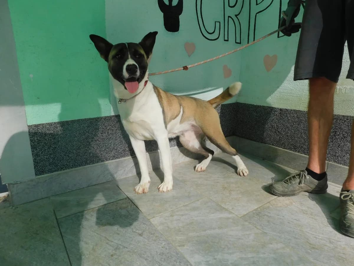 Broj 8023, Bijela sa smeđe – crnim mrljama, u tipu akite female young mixed breed for adoption at Sklonište za životinje Utinja (CRPK)