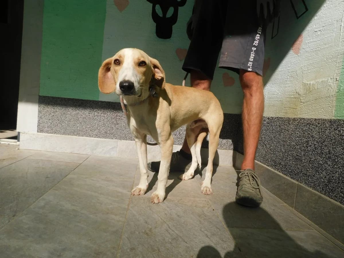 Broj 8024, Krem sa bijelom lisom, prsima i nogama male young Mixed Breed for adoption at Sklonište za životinje Utinja (CRPK)