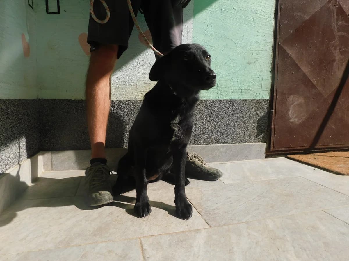 Broj 2577, Crna sa bijelom crtom na prsima female puppy Mixed Breed for adoption at Sklonište za životinje Utinja (CRPK)