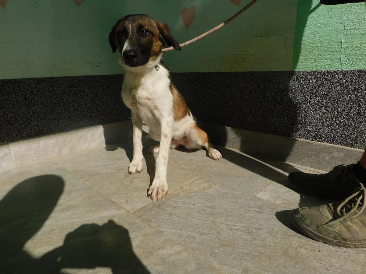 Broj 2578, Bijela sa smeđe – crnim mrljama female puppy Mixed Breed for adoption at Sklonište za životinje Utinja (CRPK)