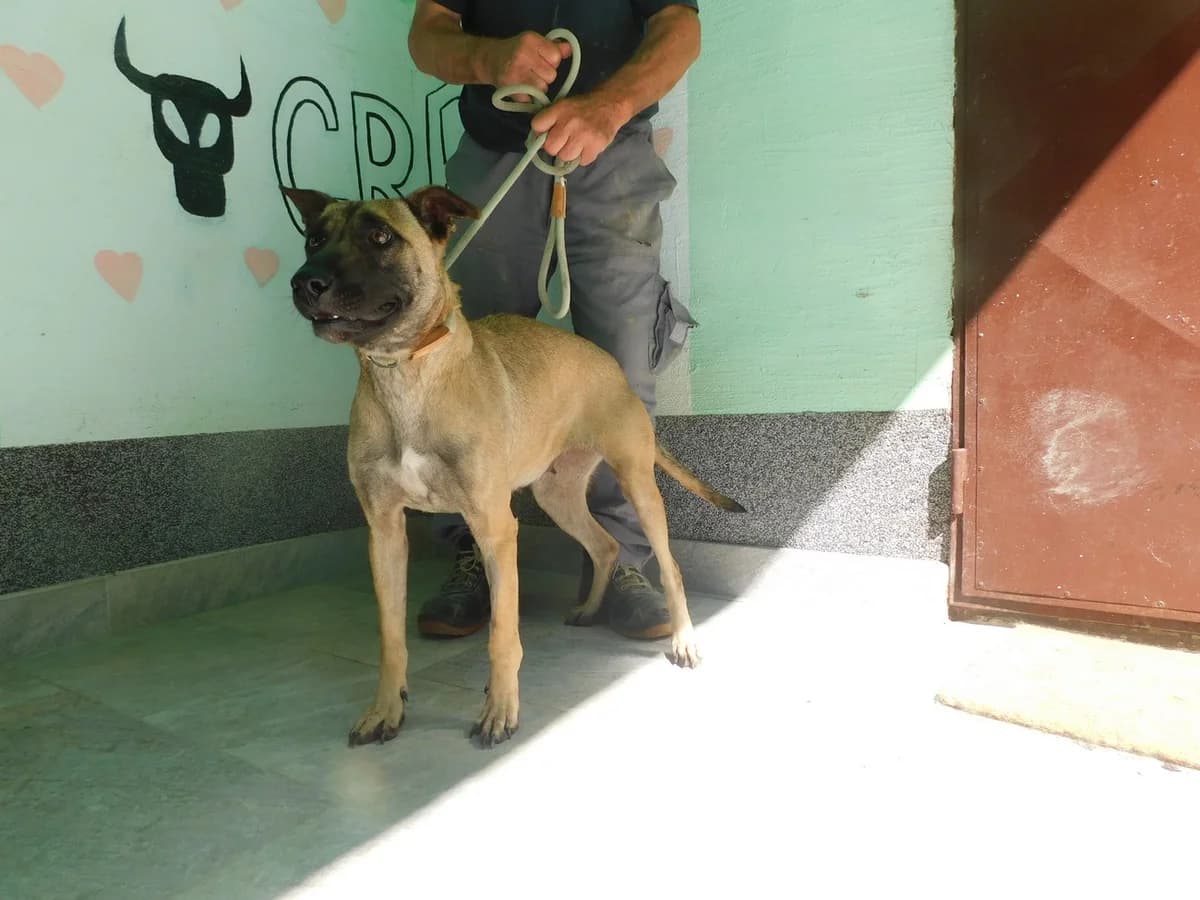 Broj 2580, Svjetlo smeđa sa bijelim prsima i crnom njuškom female young Mixed Breed for adoption at Sklonište za životinje Utinja (CRPK)