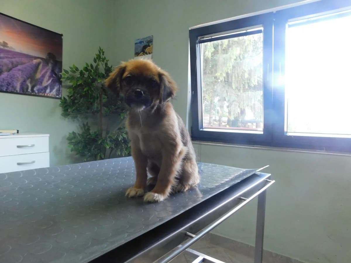Broj 2581, Smeđi sa crnim odsjajem, bijela prsa i šape male puppy Mixed Breed for adoption at Sklonište za životinje Utinja (CRPK)