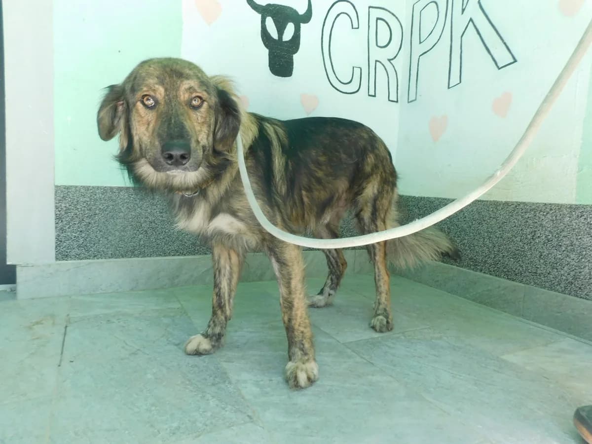 Broj 2582, Crno – smeđi, tigrasti, bijela prsa i šape, duža dlaka male young Mixed Breed for adoption at Sklonište za životinje Utinja (CRPK)