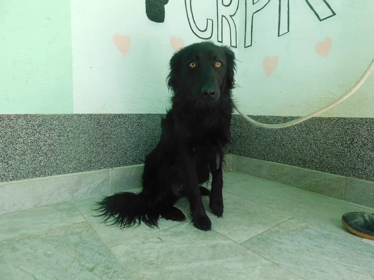 Broj 2583, Crni, duža dlaka male young Mixed Breed for adoption at Sklonište za životinje Utinja (CRPK)