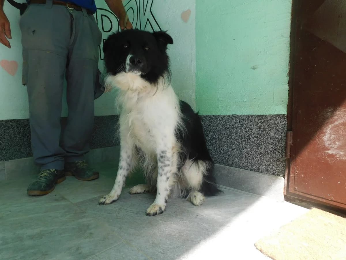 Broj 8026, Crno – bijeli, duža dlaka, u tipu border colly-a male young Border Collie for adoption at Sklonište za životinje Utinja (CRPK)
