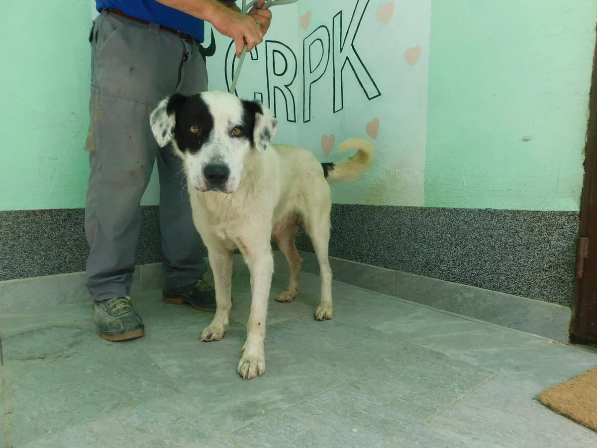 Broj 2579, Bijeli sa crnim flekama male 6yo Mixed Breed for adoption at Sklonište za životinje Utinja (CRPK)