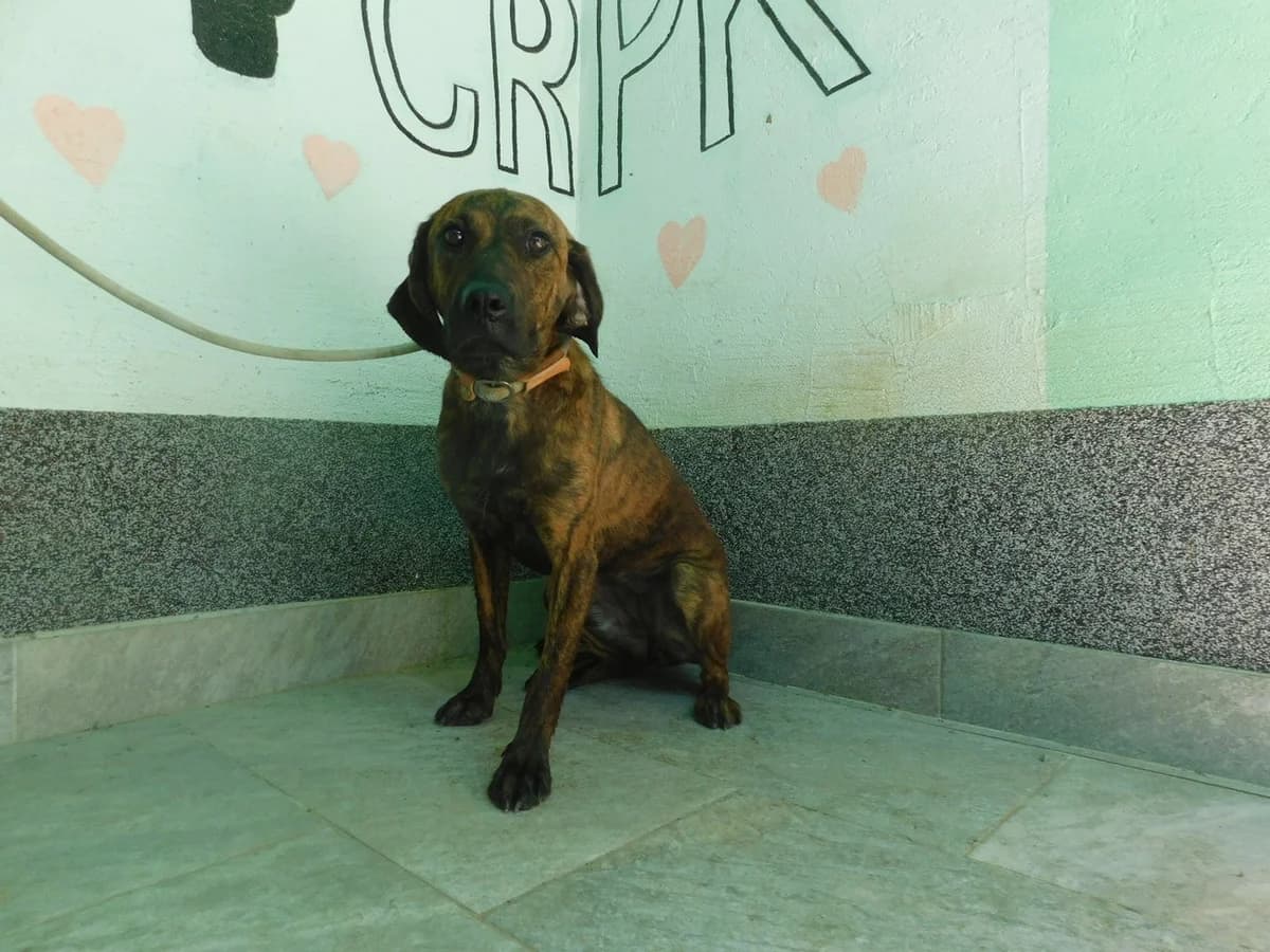 Broj 8037, Smeđa sa tigrasto crnim female young Mixed Breed for adoption at Sklonište za životinje Utinja (CRPK)