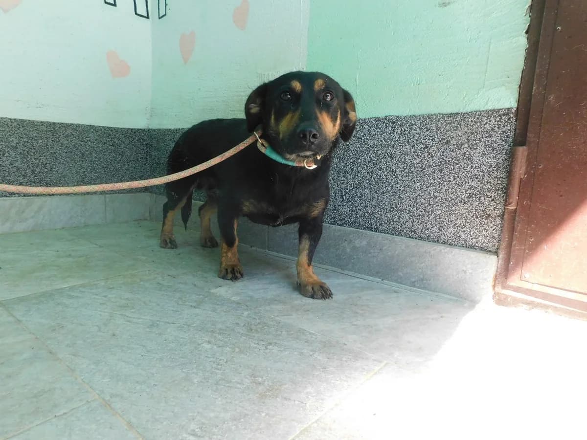 Broj 2587, Crna sa smeđim obrazima ,prsima i nogama female puppy Mixed Breed for adoption at Sklonište za životinje Utinja (CRPK)