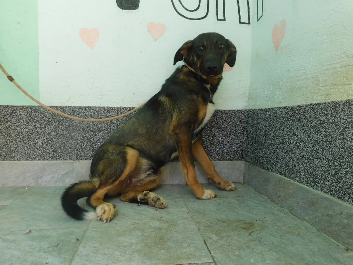 Broj 2588, Crna sa smeđim, bijela prsa i šape female young Mixed Breed for adoption at Sklonište za životinje Utinja (CRPK)