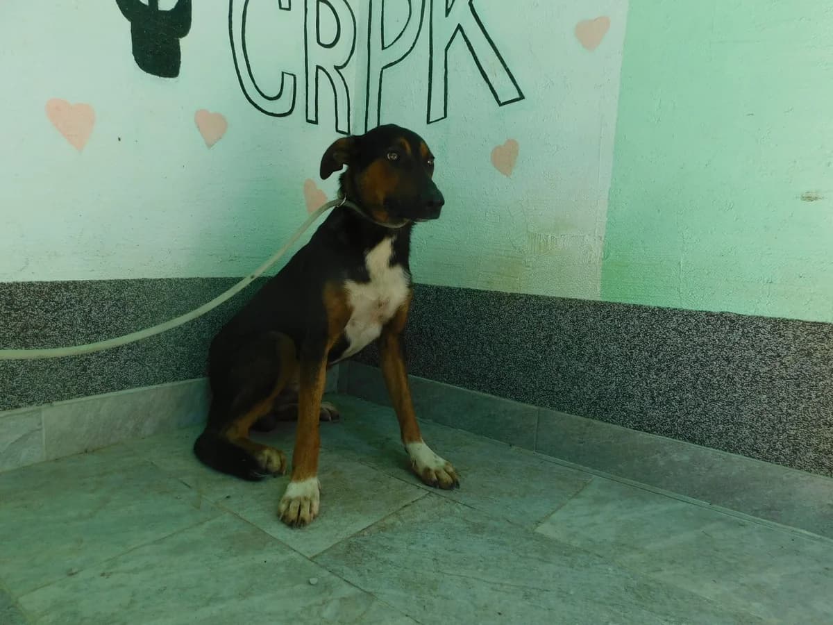 Broj 2589, Crni sa smeđim, bijela prsa i šape male young Mixed Breed for adoption at Sklonište za životinje Utinja (CRPK)