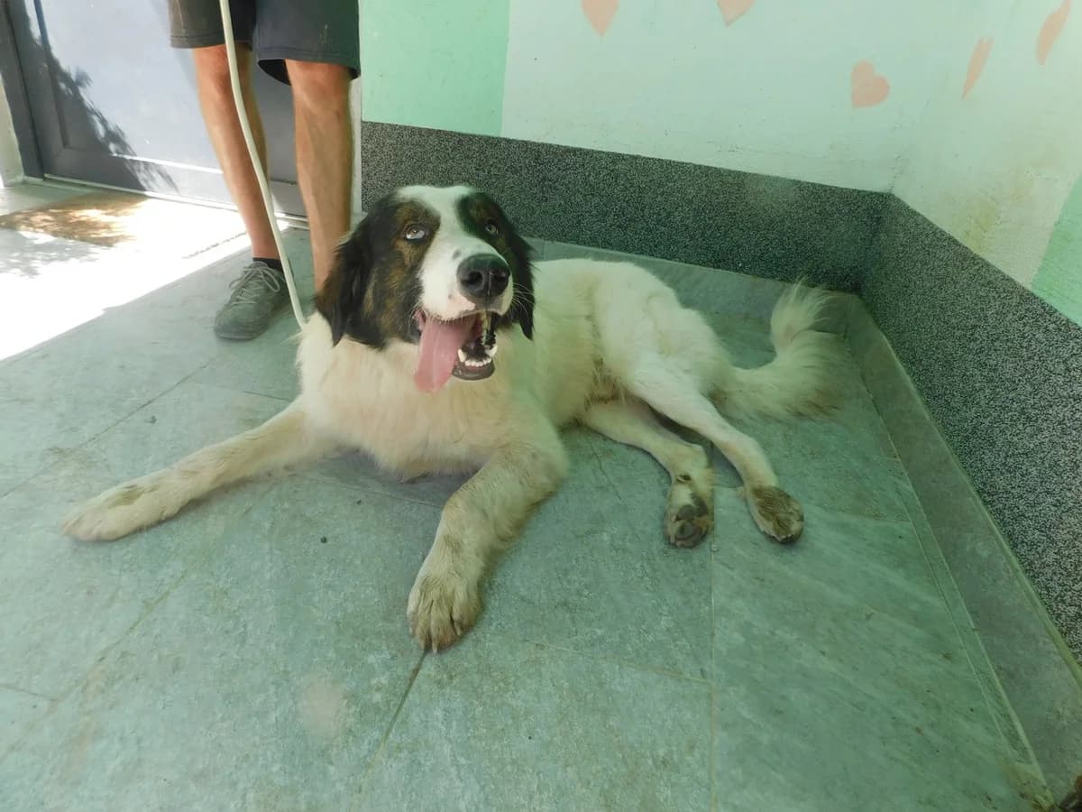 Broj 2590, Bijeli sa crnim i smeđim flekama, u tipu tornjaka male 4yo mixed breed for adoption at Sklonište za životinje Utinja (CRPK)