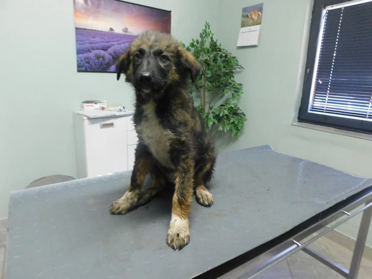 Broj 2591, Crno – smeđa sa bijelim prsima i šapama female puppy Mixed Breed for adoption at Sklonište za životinje Utinja (CRPK)