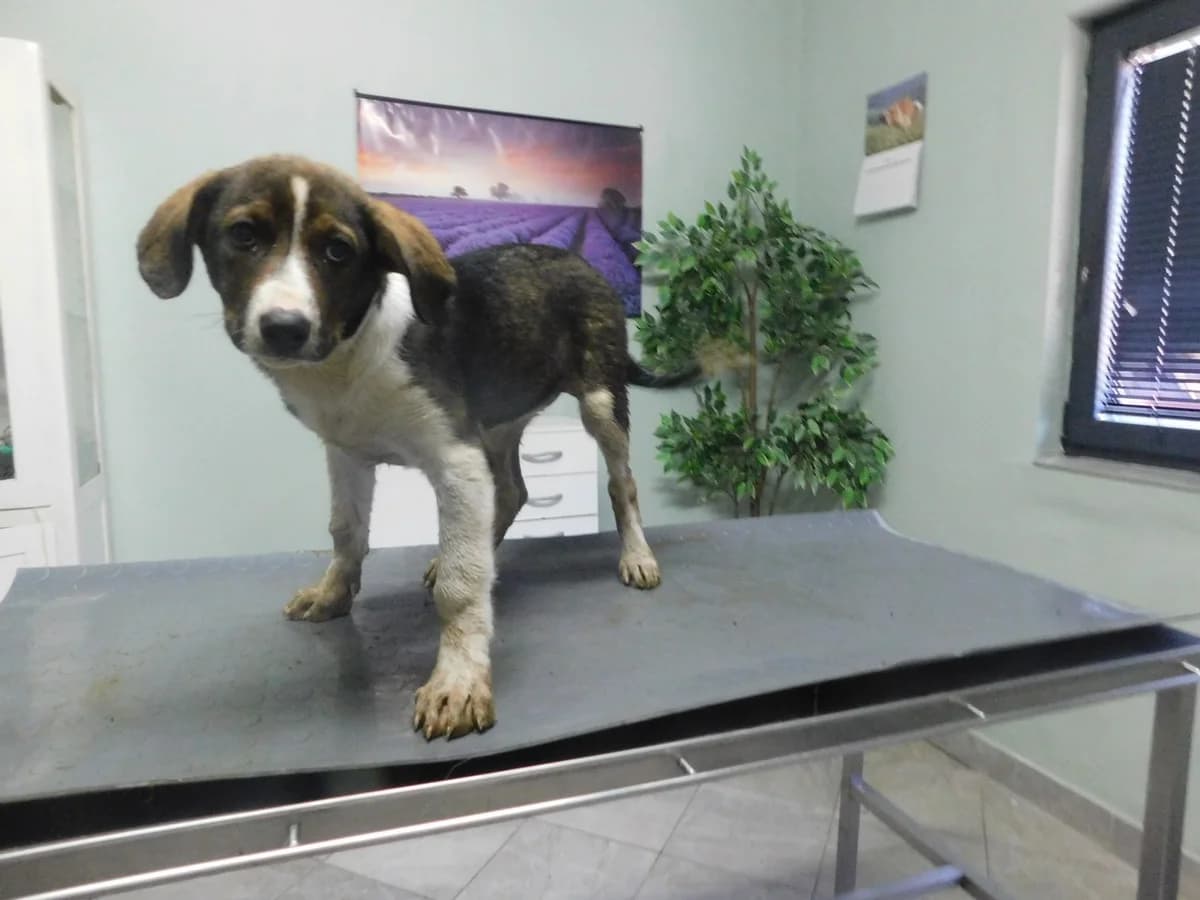 Broj 2592, crno – smeđa sa bijelim female puppy Mixed Breed for adoption at Sklonište za životinje Utinja (CRPK)