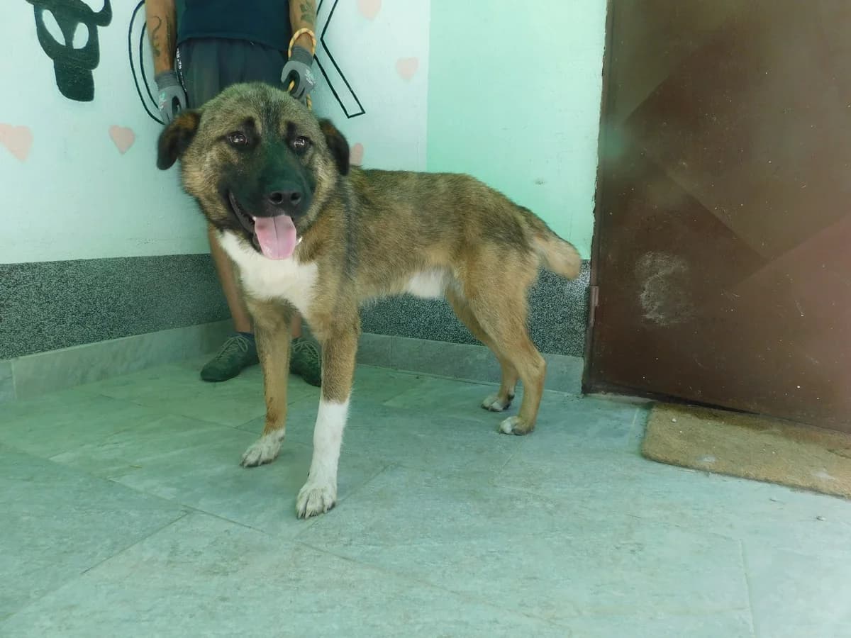 Broj 8039, Smeđi sa crnim odsjajem, bijela prsa i prednje noge male young Mixed Breed for adoption at Sklonište za životinje Utinja (CRPK)