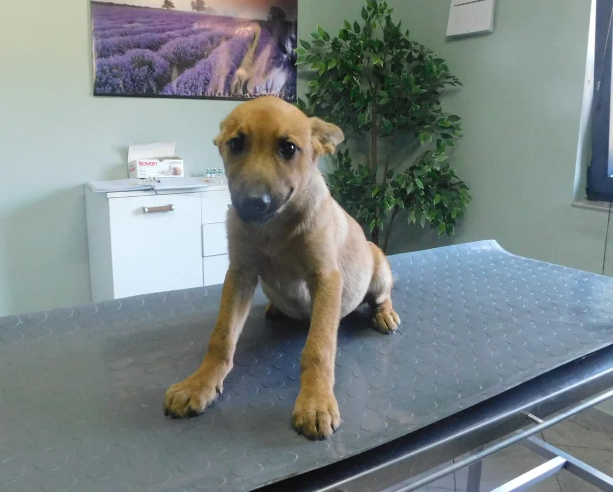 Broj 8041, Svijetlo smeđi sa crnim repom male puppy Mixed Breed for adoption at Sklonište za životinje Utinja (CRPK)