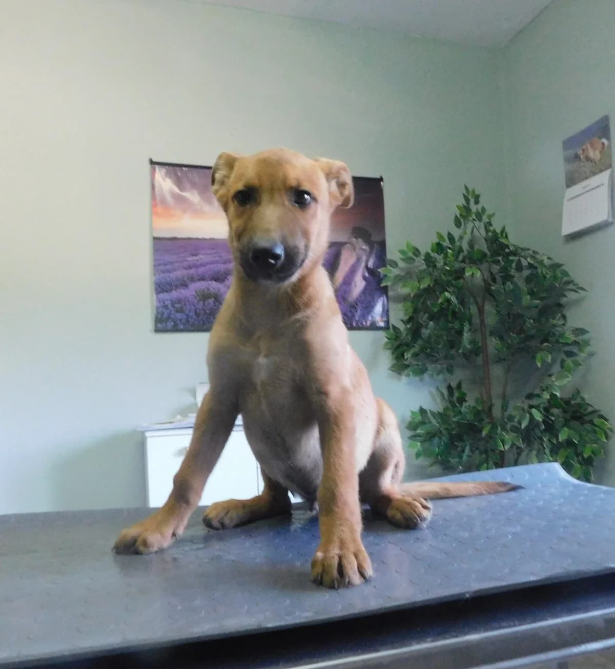 Broj 8045, Smeđi male puppy Mixed Breed for adoption at Sklonište za životinje Utinja (CRPK)