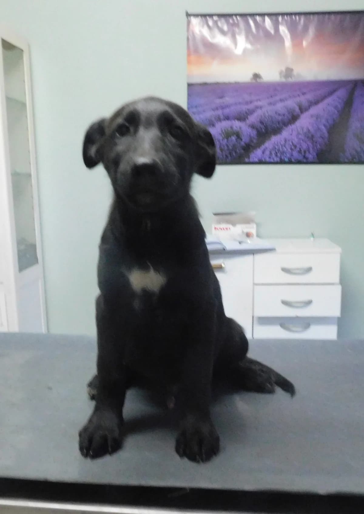 Broj 8047, Crni sa bijelim prsima male puppy Mixed Breed for adoption at Sklonište za životinje Utinja (CRPK)
