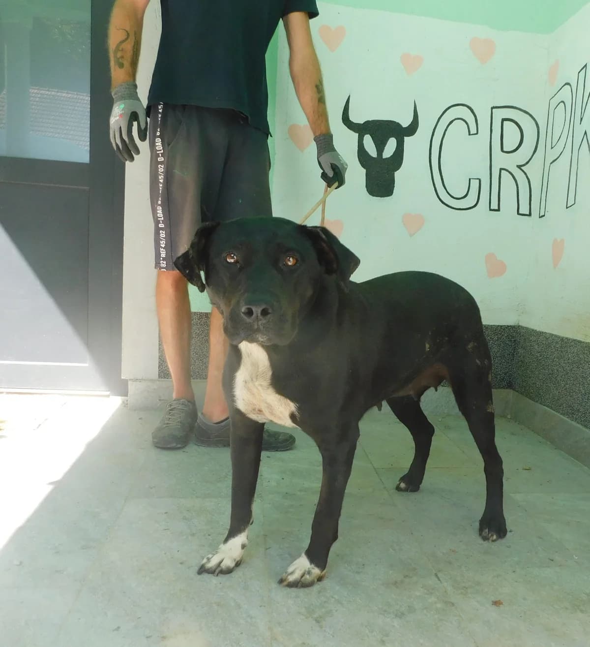 Broj 2594, Crna sa bijelim prsima i prednjim šapama female 3yo Mixed Breed for adoption at Sklonište za životinje Utinja (CRPK)