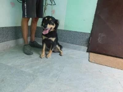 Broj 8051, Crna sa smeđim female young Mixed Breed for adoption at Sklonište za životinje Utinja (CRPK)