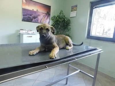 Broj 8052, Svijetlo smeđi sa crnim odsjajem male puppy Mixed Breed for adoption at Sklonište za životinje Utinja (CRPK)