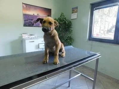 Broj 8054, Smeđi male puppy Mixed Breed for adoption at Sklonište za životinje Utinja (CRPK)