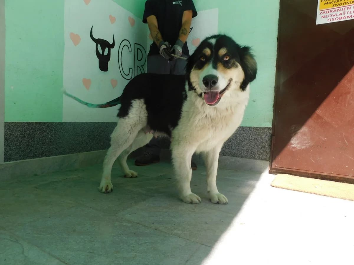 Broj 2531, Bijela sa crnim i malo smeđeg po glavi female 3yo Mixed Breed for adoption at Sklonište za životinje Utinja (CRPK)