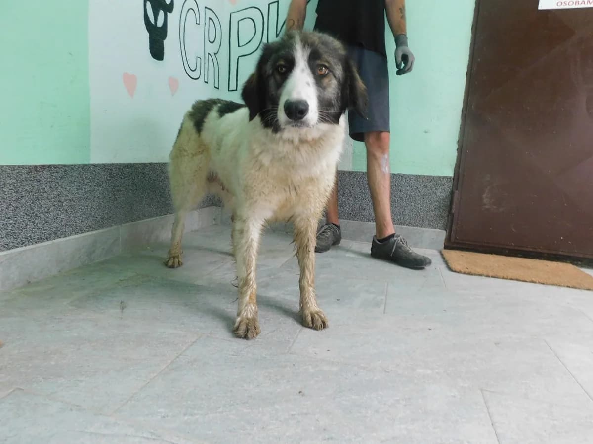 Broj 2549, Bijela sa sivo – crnim mrljama female young Mixed Breed for adoption at Sklonište za životinje Utinja (CRPK)