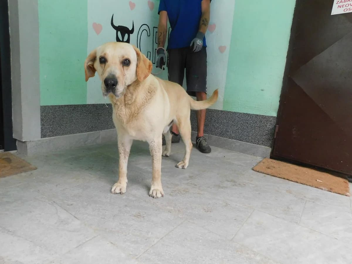 Broj 8059, Krem, labrador male senior Mixed Breed for adoption at Sklonište za životinje Utinja (CRPK)
