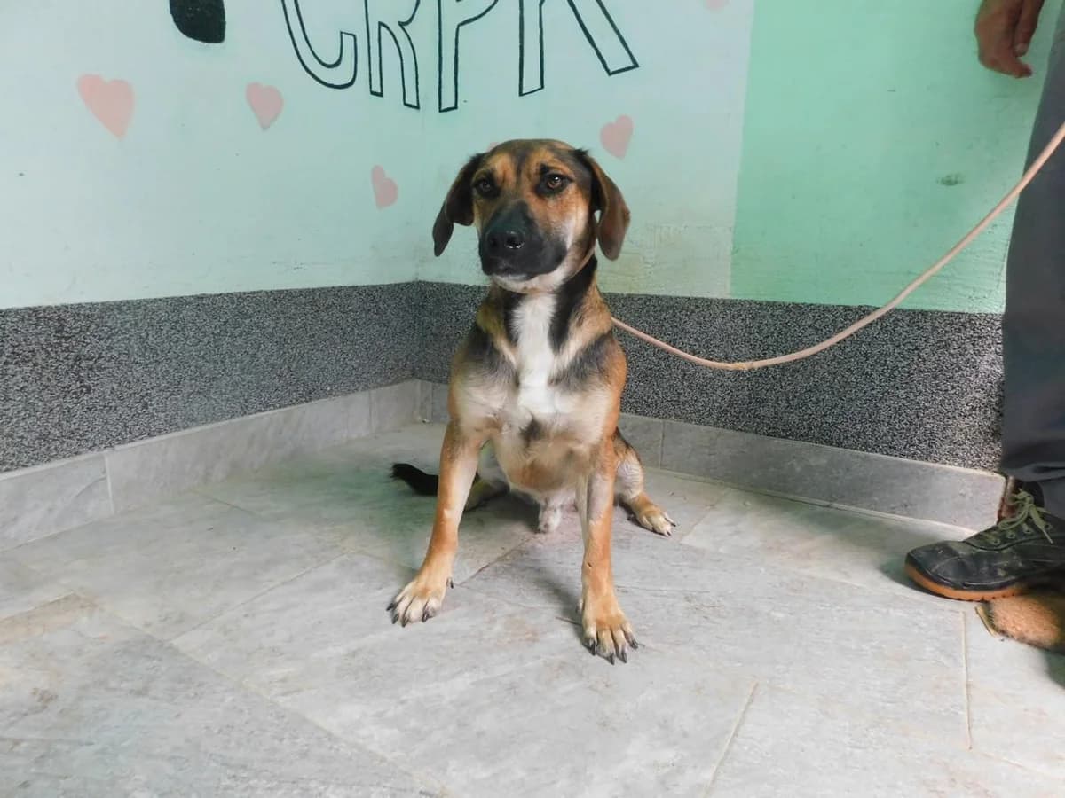 Broj 2604, Smeđi tamno i svijetlo sa bijelim prsima male young Mixed Breed for adoption at Sklonište za životinje Utinja (CRPK)
