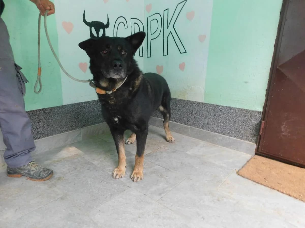 Broj 8060, Crni sa smeđim nogama i bijela točka na prsima male senior Mixed Breed for adoption at Sklonište za životinje Utinja (CRPK)