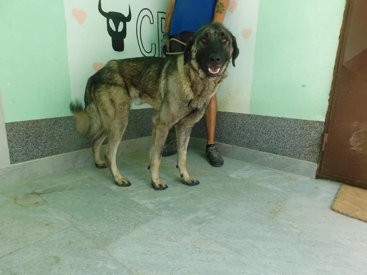 Broj 2566, Sivo – crni male young Mixed Breed for adoption at Sklonište za životinje Utinja (CRPK)