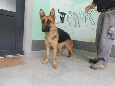 Broj 8063, Smeđa sa crnim plaštom, u tipu njem. ovčara female young mixed breed for adoption at Sklonište za životinje Utinja (CRPK)