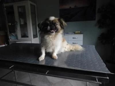 Broj 2615, Bijela sa svijetlo smeđim flekama, u tipu pekinezera female 4yo mixed breed for adoption at Sklonište za životinje Utinja (CRPK)