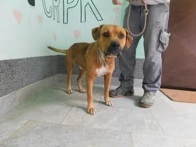Broj 8064, Smeđi sa bijelim prsima i prstima male young Mixed Breed for adoption at Sklonište za životinje Utinja (CRPK)