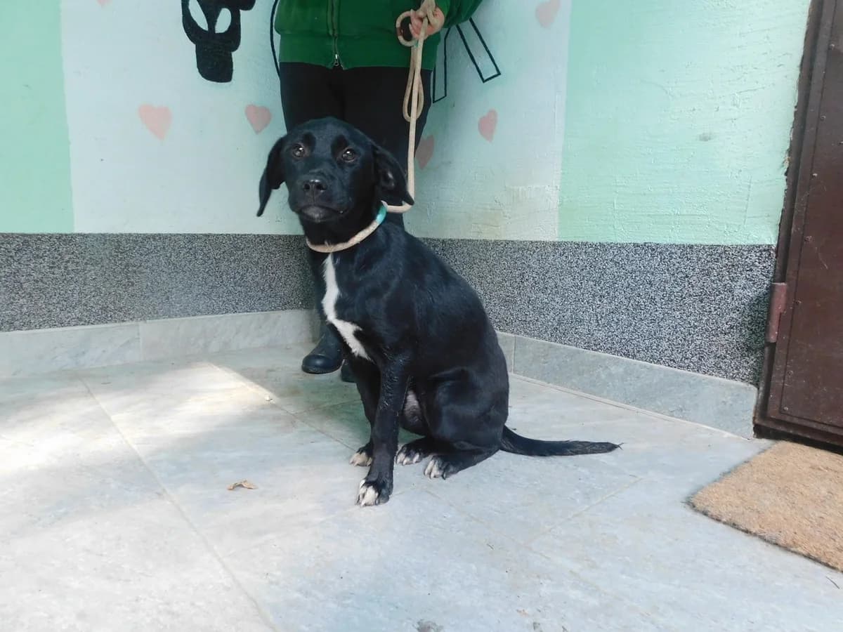 Broj 8065, Crna sa bijelim prsima i šapama female puppy Mixed Breed for adoption at Sklonište za životinje Utinja (CRPK)