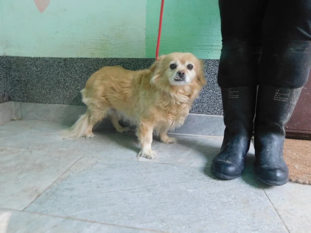 Broj 8066, Krem, duža dlaka, na kratkim nogama female 4yo Mixed Breed for adoption at Sklonište za životinje Utinja (CRPK)