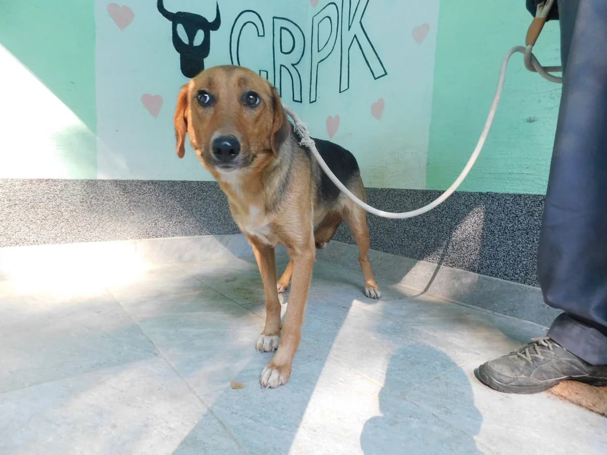 Broj 2616, Smeđa sa crnim plaštom, bijela prsa i šape female 3yo Mixed Breed for adoption at Sklonište za životinje Utinja (CRPK)