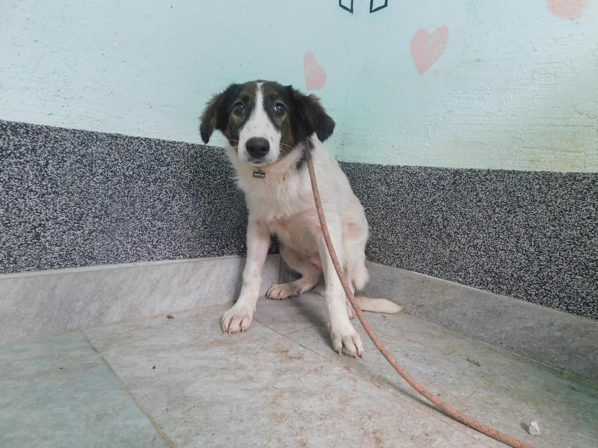 Broj 2619, Bijela se crno – smeđim mrljama female puppy Mixed Breed for adoption at Sklonište za životinje Utinja (CRPK)
