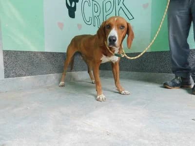 Broj 2620, Smeđi sa bijelim prsima, šapama i lisom, u tipu hrv. posavca male young mixed breed for adoption at Sklonište za životinje Utinja (CRPK)