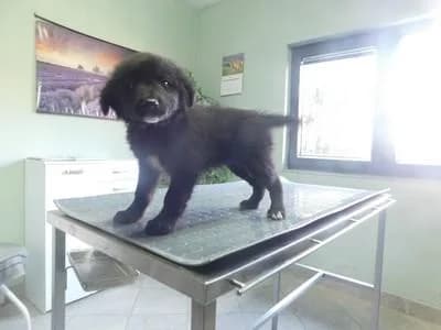 Broj 2622, Crna sa bijelim prsima i zadnjim šapama female puppy Mixed Breed for adoption at Sklonište za životinje Utinja (CRPK)