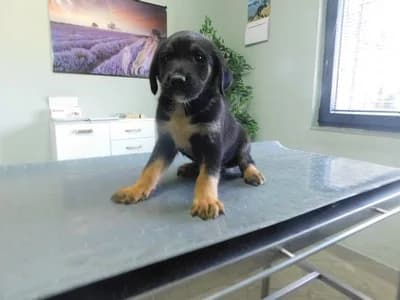 Broj 8033, Crni sa smeđim obrazima, prsima i nogama male puppy Mixed Breed for adoption at Sklonište za životinje Utinja (CRPK)