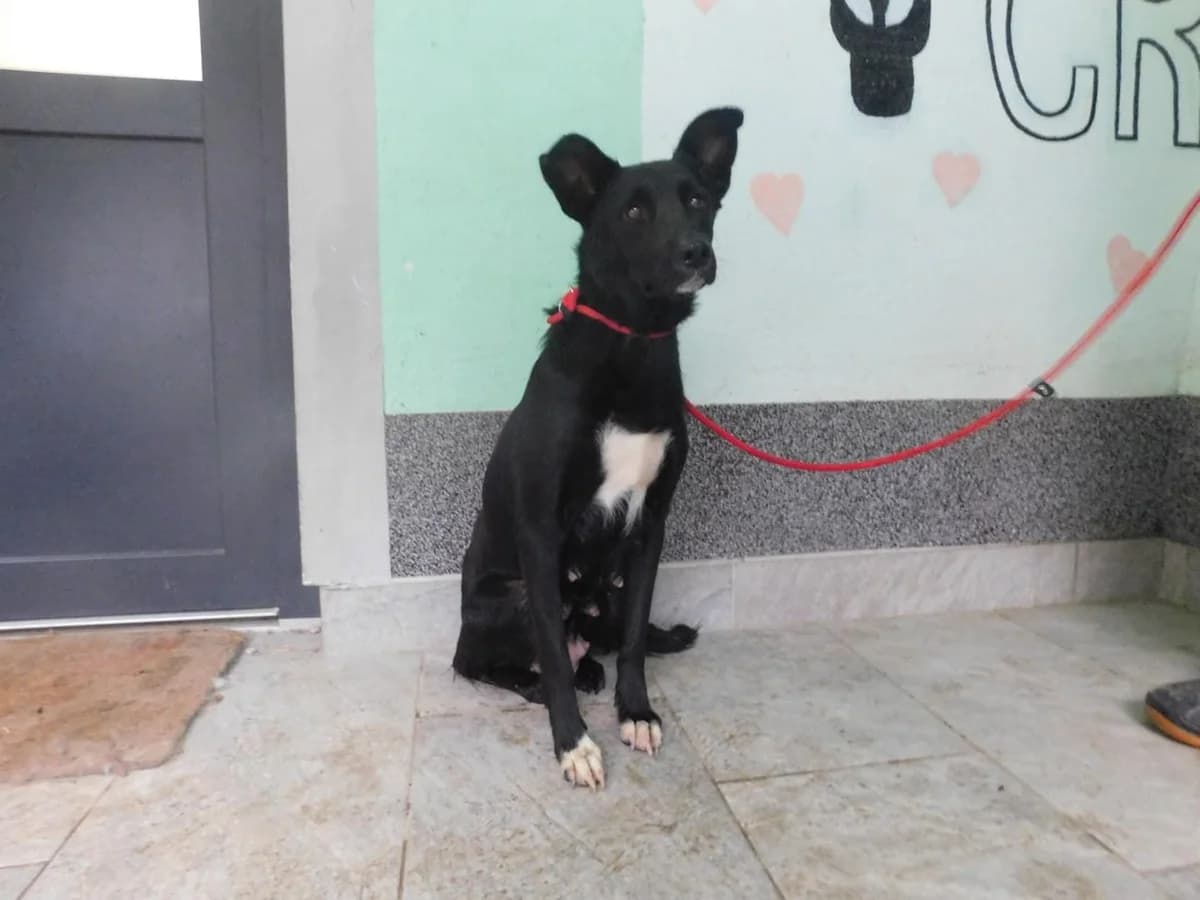 Broj 8089, Crna sa bijelim prsima i prednjim šapama female young Mixed Breed for adoption at Sklonište za životinje Utinja (CRPK)