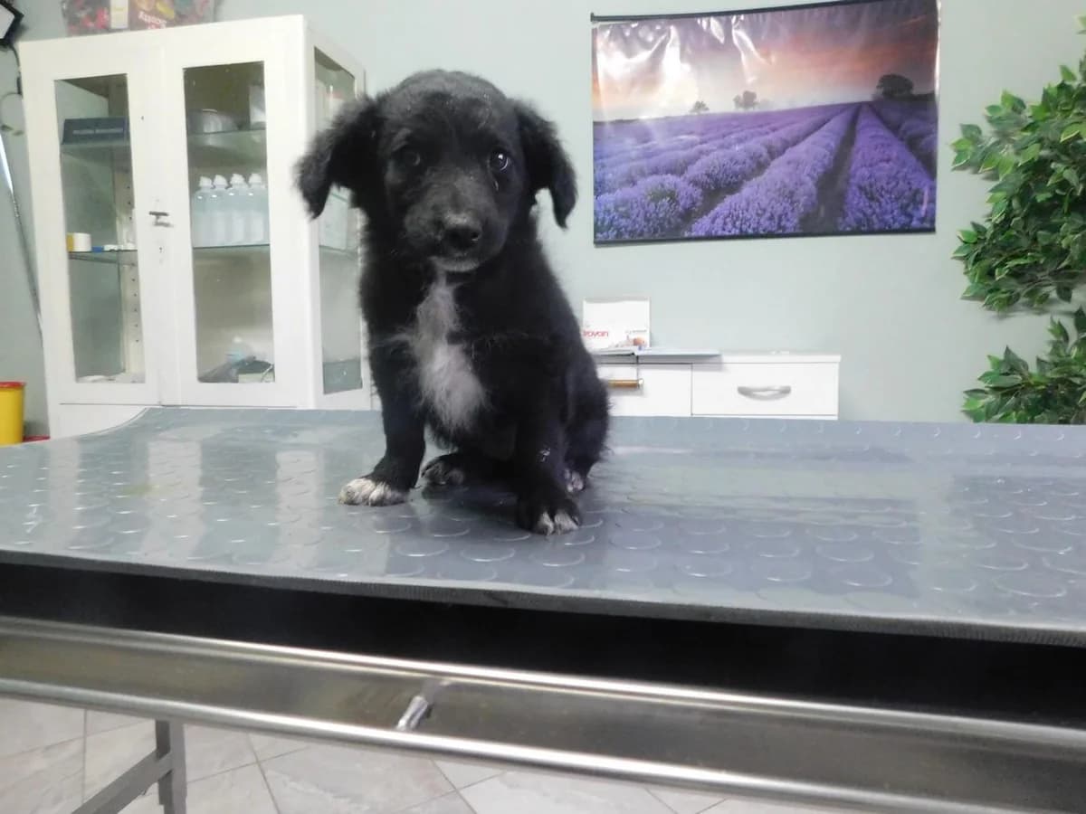 Broj 8090, Crna sa bijelim prsima i šapama female puppy Mixed Breed for adoption at Sklonište za životinje Utinja (CRPK)