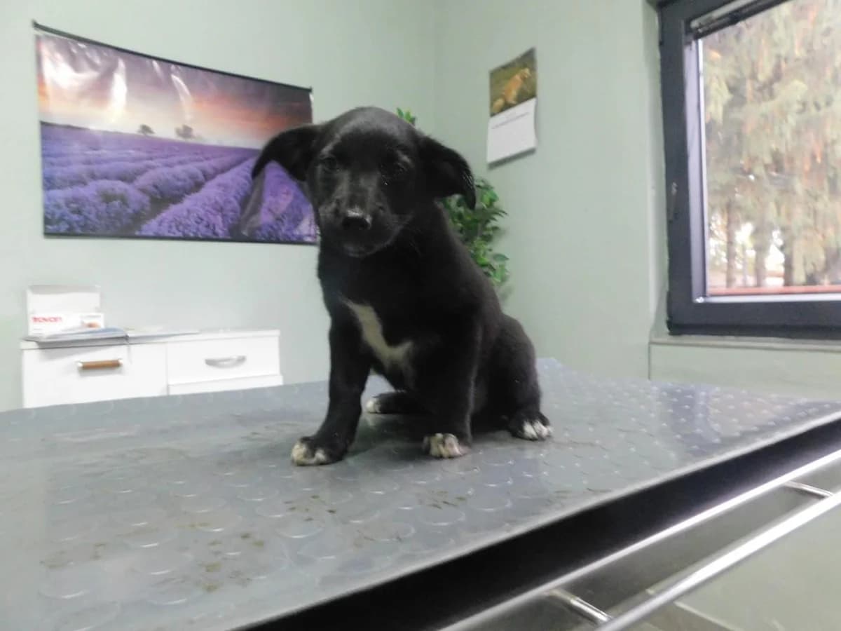 Broj 8093, Crna sa bijelim prsima i šapama female puppy Mixed Breed for adoption at Sklonište za životinje Utinja (CRPK)